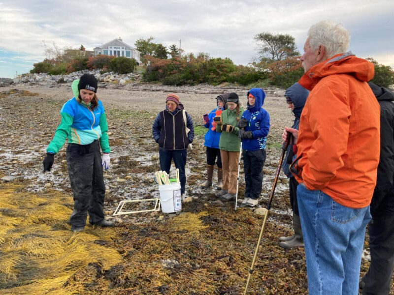 Group of 8 people standing in intertidal zone, measuring rockweed, with beach house in background.
