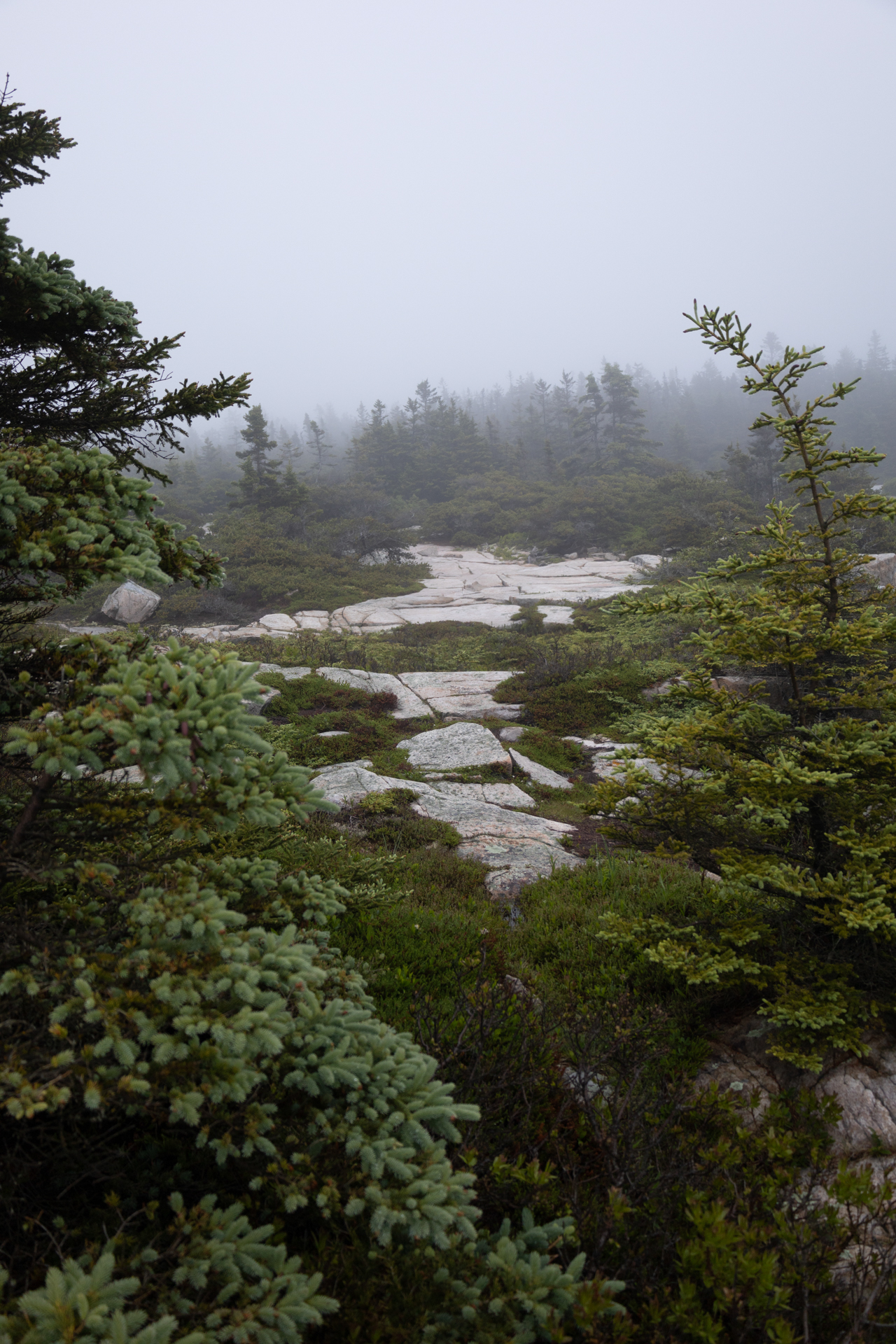 Fog hangs over spruce trees and shrubs on rocky ground.