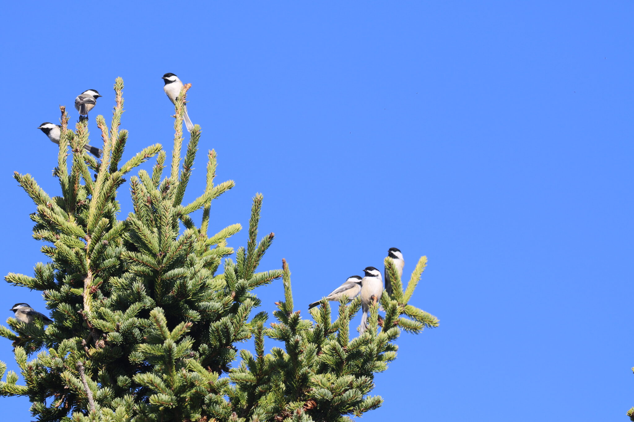 Seven chickadees perch on the ends of spruce branches before a blue sky.