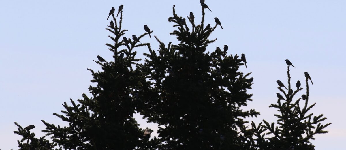 Chickadees perch on the tips of spruce tree branches, silhouetted against a pale blue sky