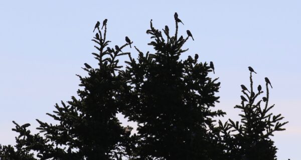 Chickadees perch on the tips of spruce tree branches, silhouetted against a pale blue sky