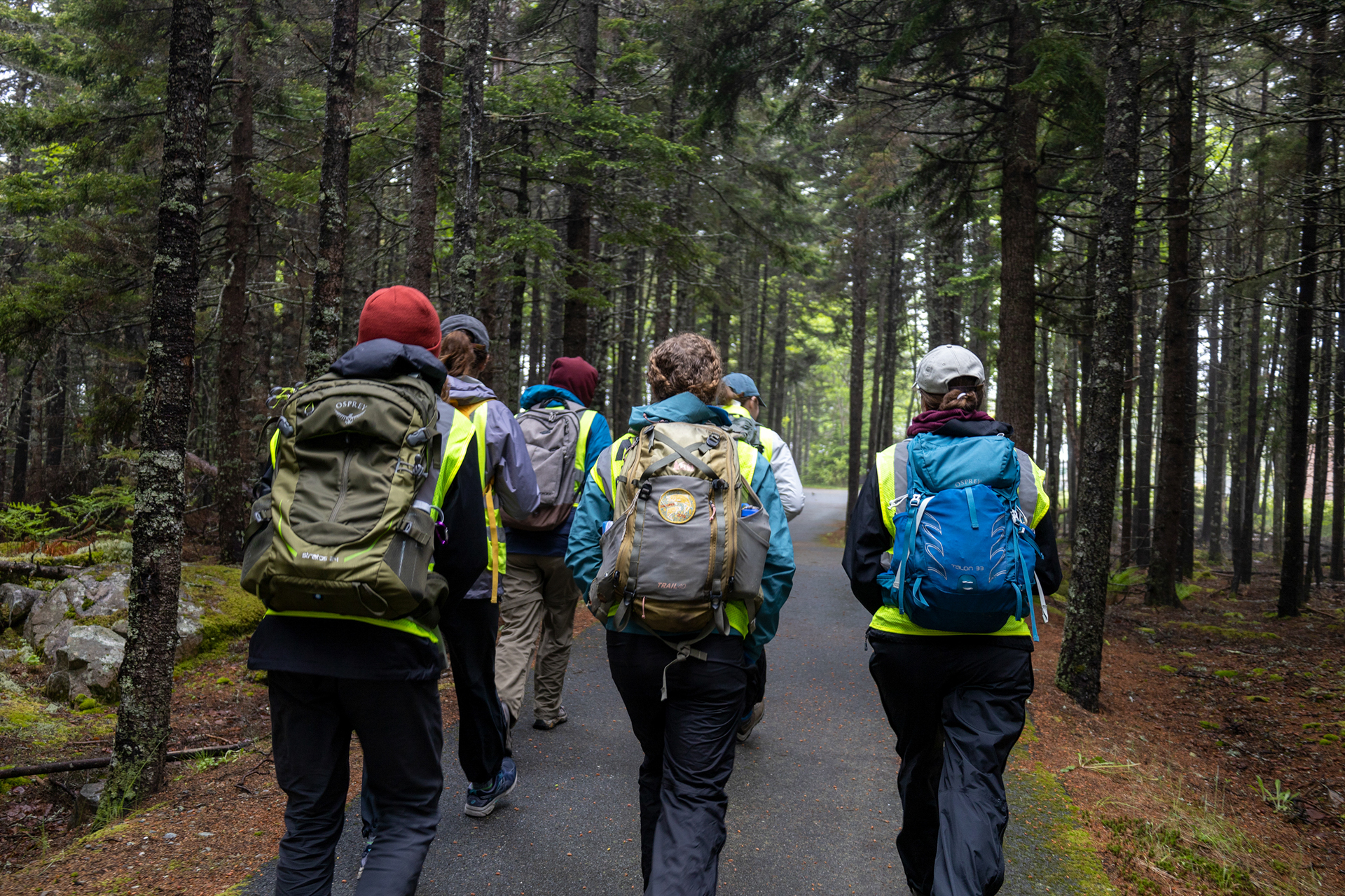 Six people wearing rain jackets and backpacks walk down a paved path through dark spruce trees.