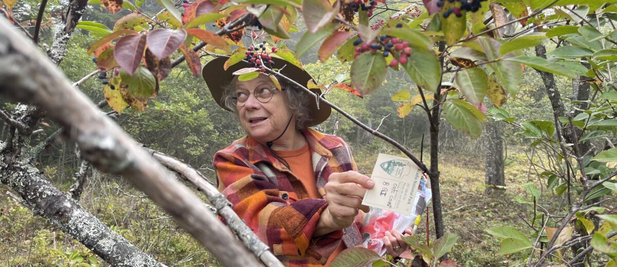 Deb Priest stands in a wooded area off the Alder Trail. She’s reaching with her right hand towards an Acadia National Park research tag attached to a tree and looking off to her right. She is wearing an orange shirt, green hat, and red and orange flannel. The tree in the foreground is ripe with berries and the leaves are turning orange and red.