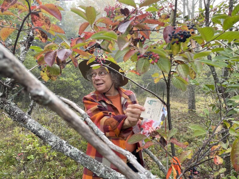Deb Priest stands in a wooded area off the Alder Trail. She’s reaching with her right hand towards an Acadia National Park research tag attached to a tree and looking off to her right. She is wearing an orange shirt, green hat, and red and orange flannel. The tree in the foreground is ripe with berries and the leaves are turning orange and red.