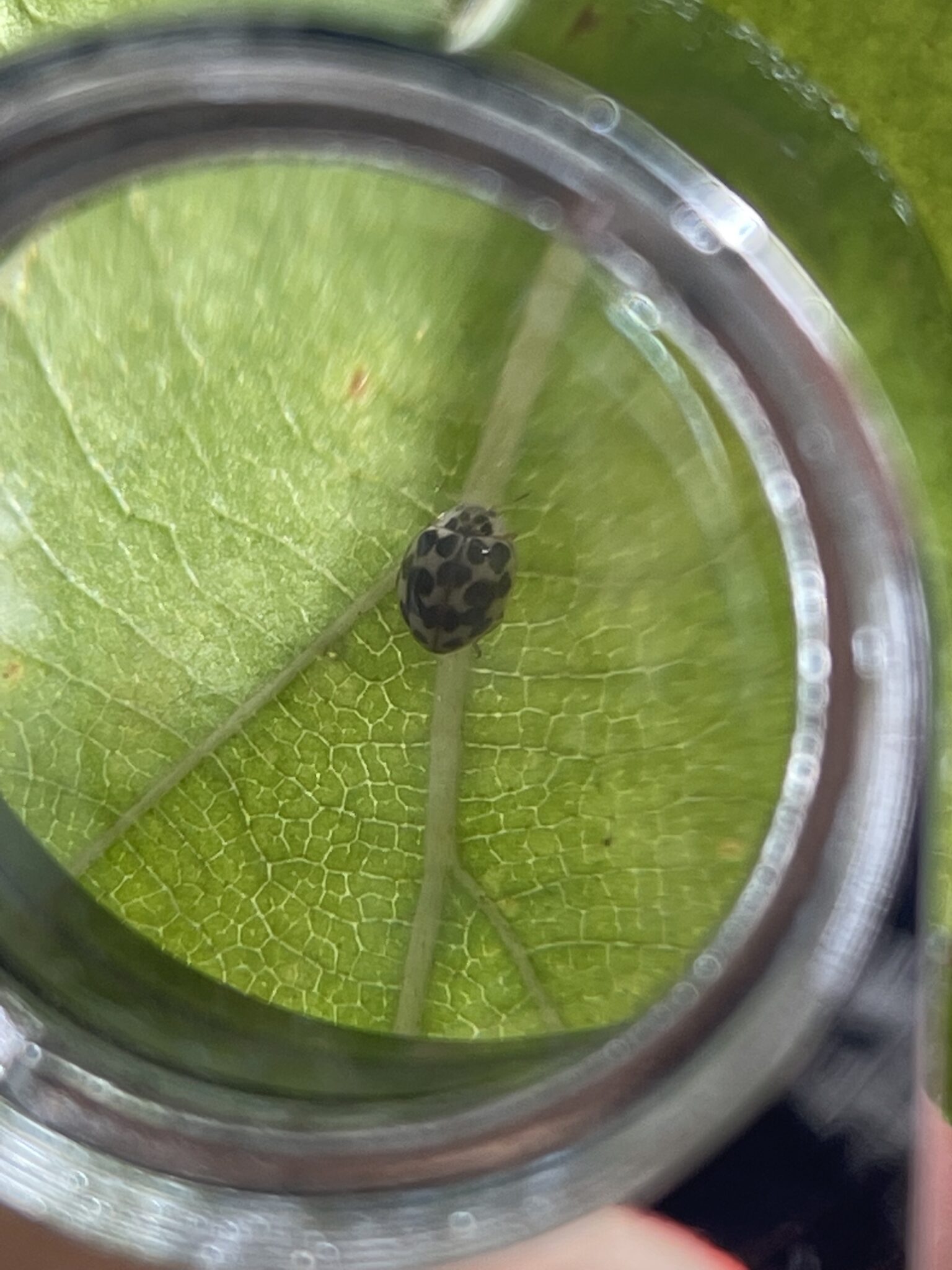 A twenty-spotted lady beetle seen through Priest’s hand lens at the last Caterpillars Count! survey of the 2022 season. 