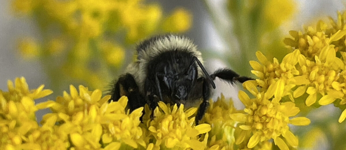 Close up view of a bumblebee