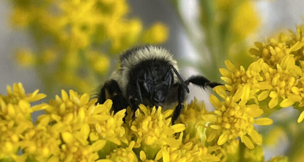 Close up view of a bumblebee