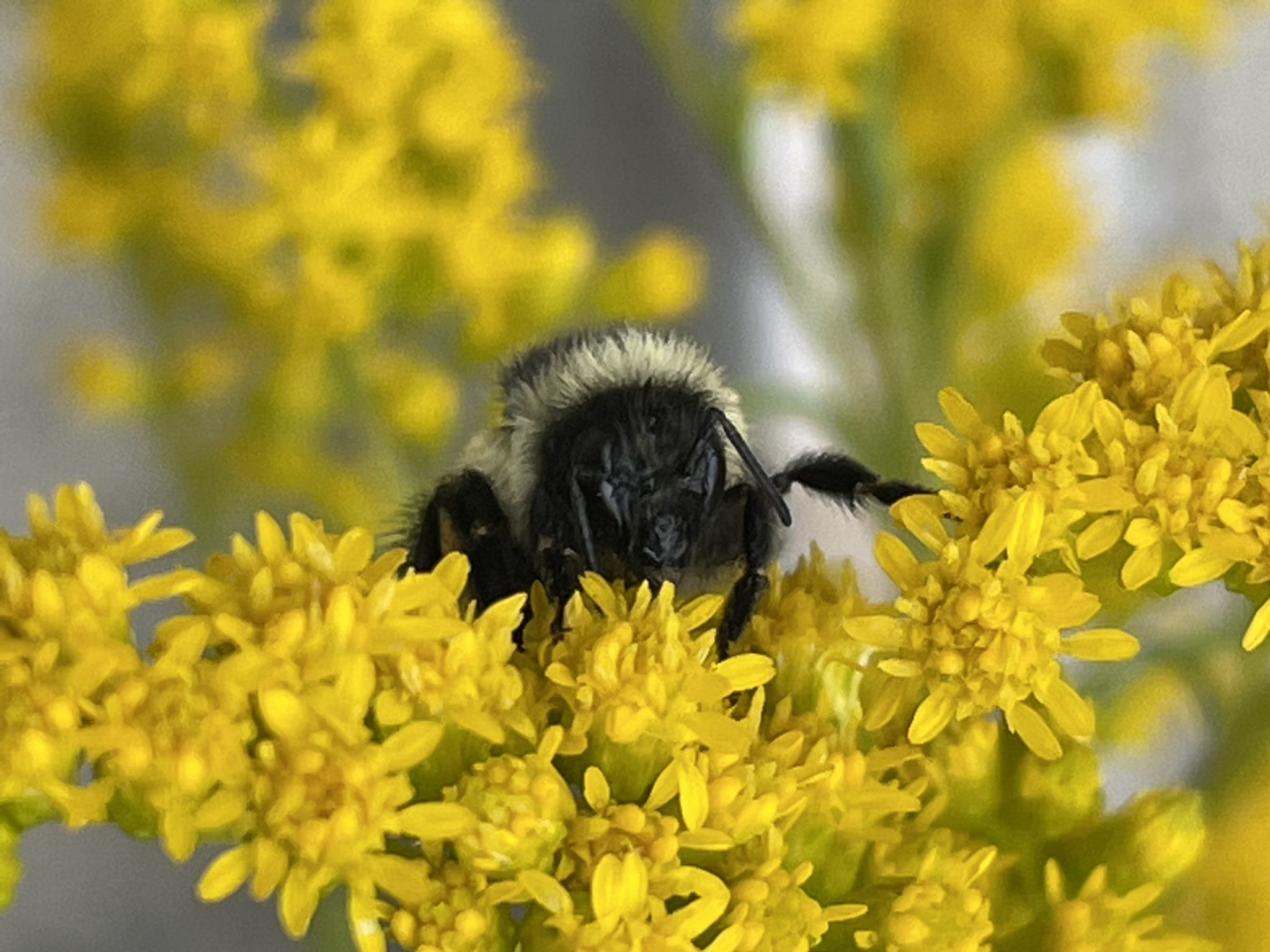 Photos of Bumble Bees (Genus Bombus) · iNaturalist