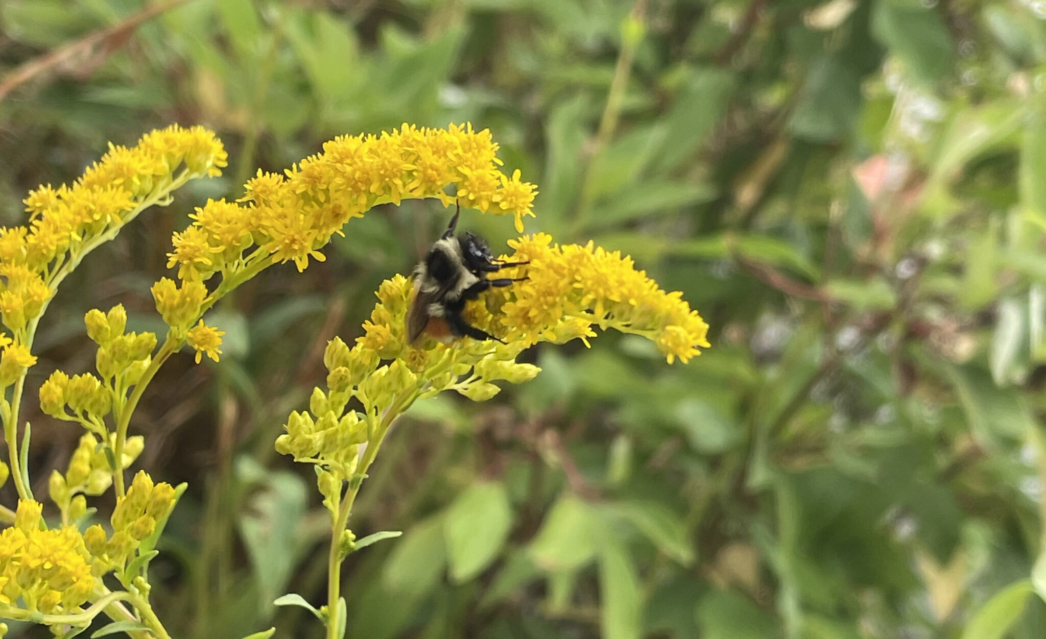 Tricolored bumble bee