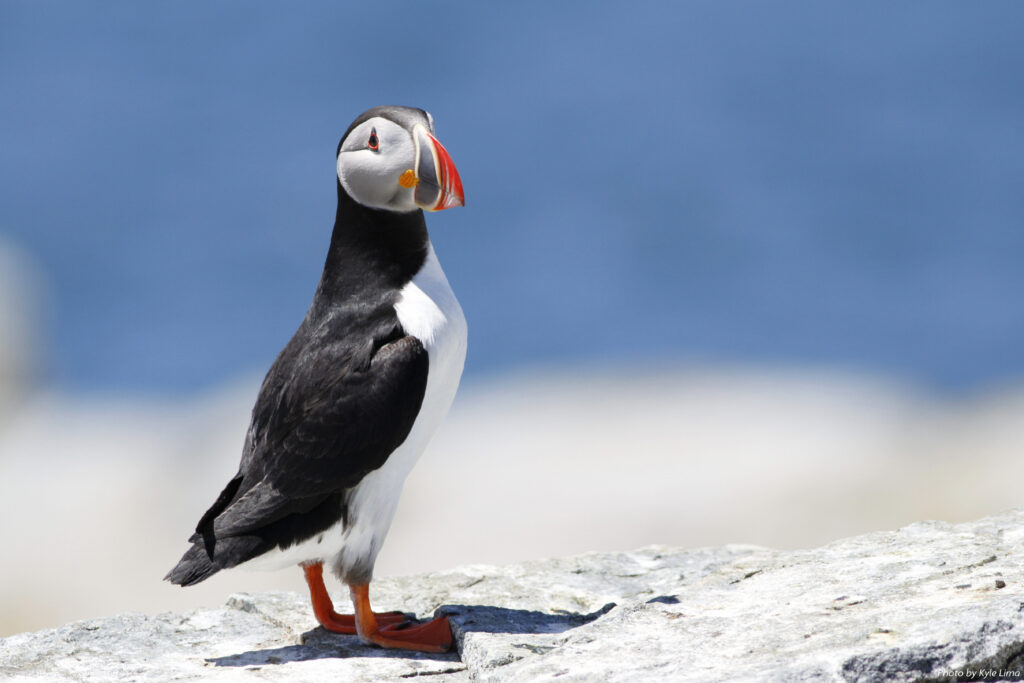Puffin perched on rocky coastline, with blue in background.