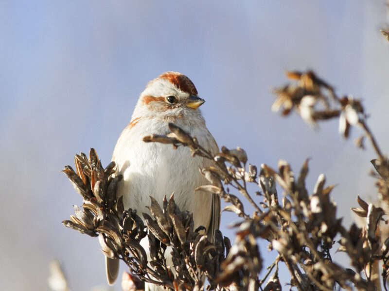 American tree sparrow sits on branches, with pale blue sky background