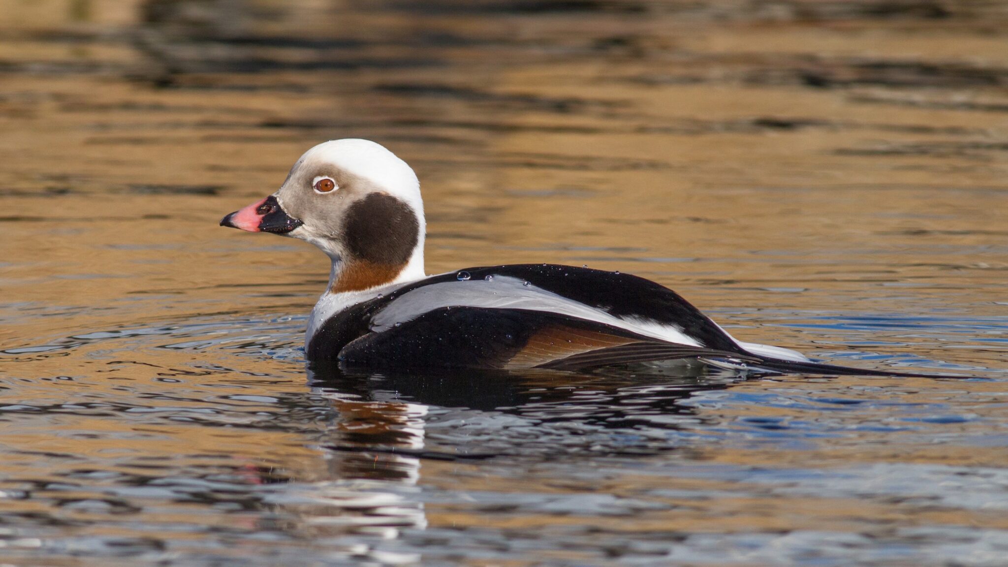 Photo of a long tailed duck floating along water's surface, with light reflecting on the water around it.