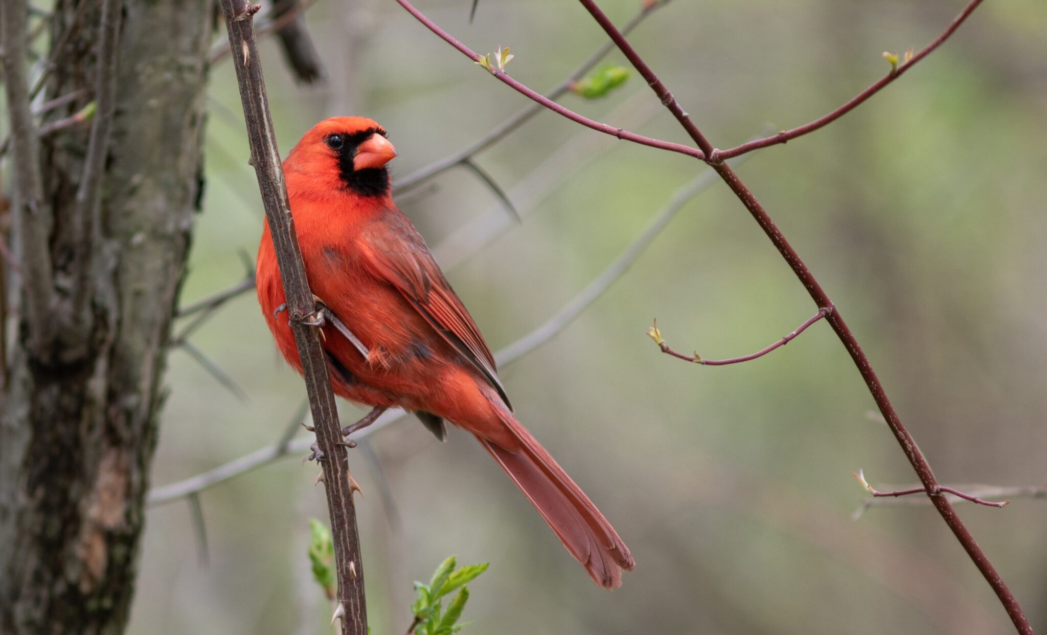 A northern cardinal sits on tree branch.