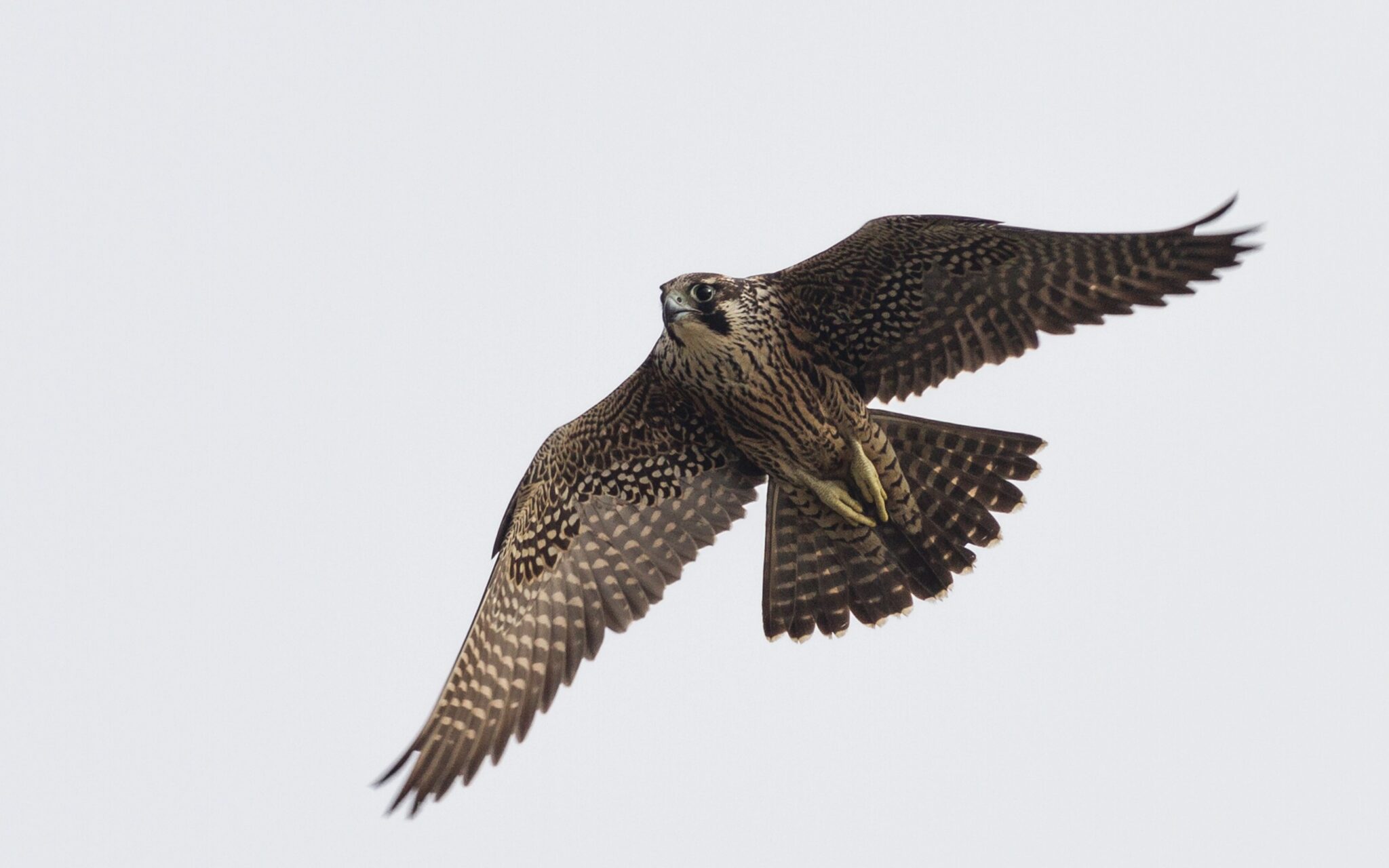 Peregrine falcon soaring in cloudy gray sky.