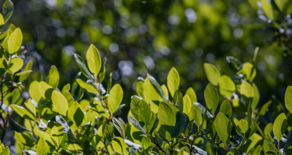 Photo of close-up green leaves in foreground, and blurred greenery in background with sunlight sparking through.