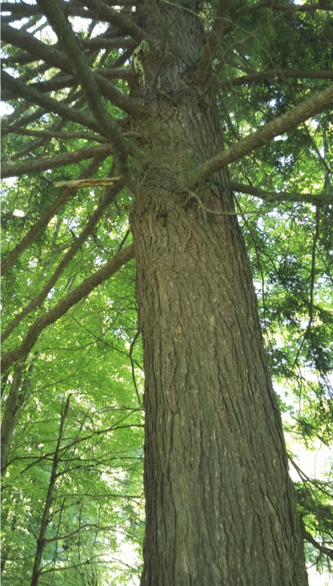 Eastern Hemlock from Rebecca Cowser (iNaturalist)