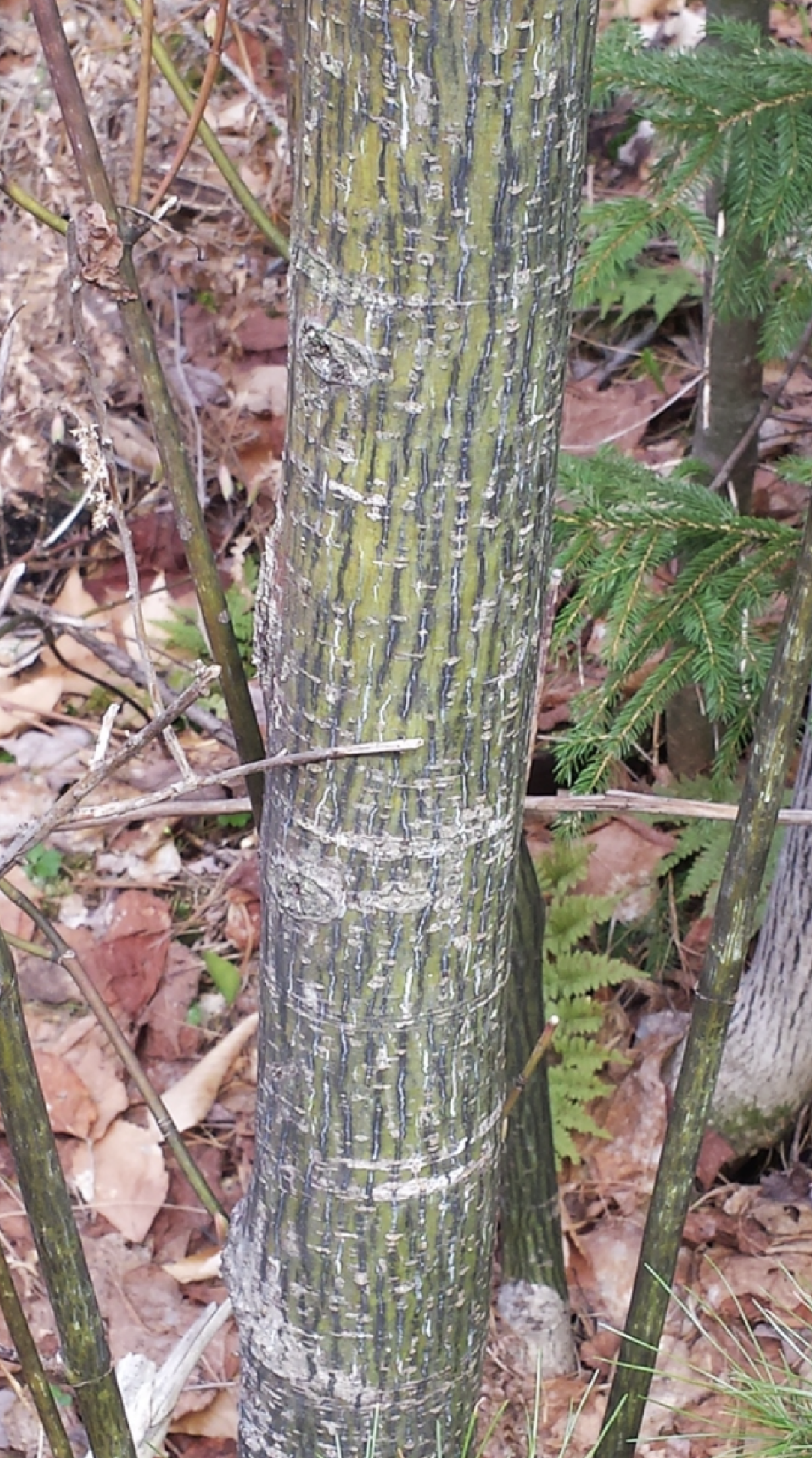 Striped Maple from Tom Norton (iNaturalist).