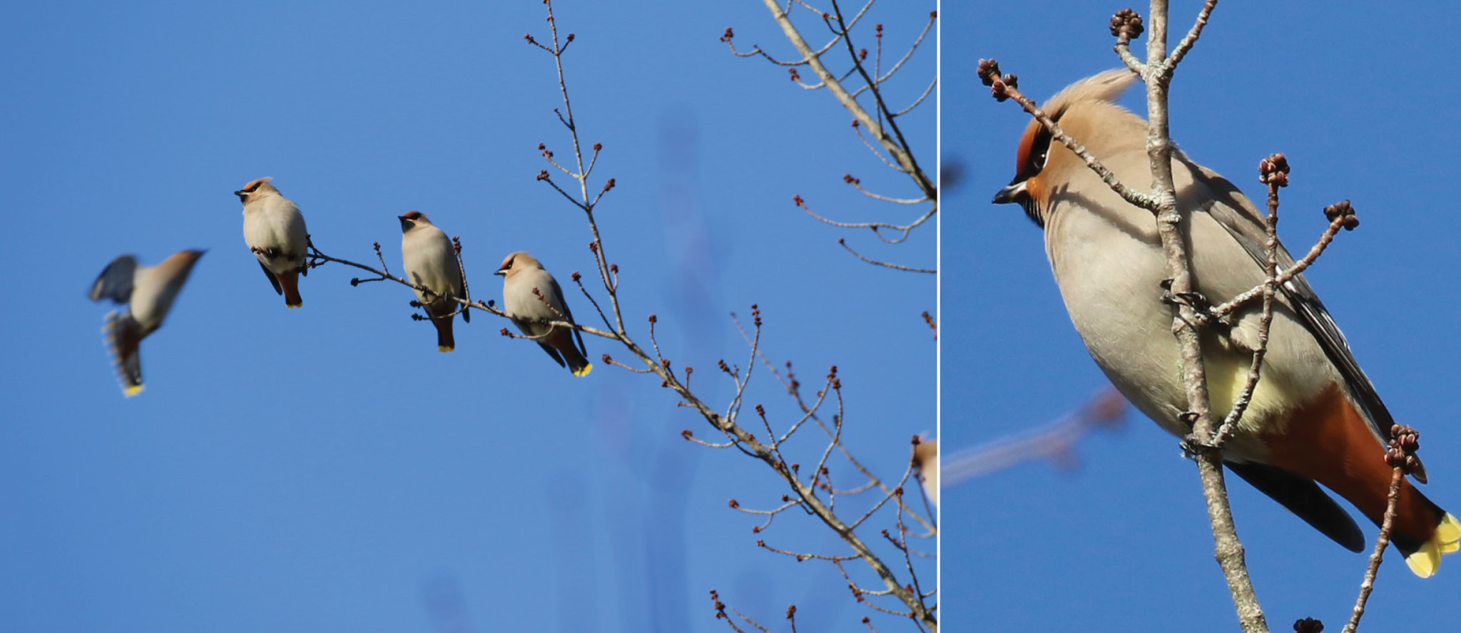 At left: a Bohemian waxwing joining the flock of three others, set against a bright blue sky. At right: a close-up view of a solo Bohemian waxwing, perched on a branch, with a blue sky in the background.