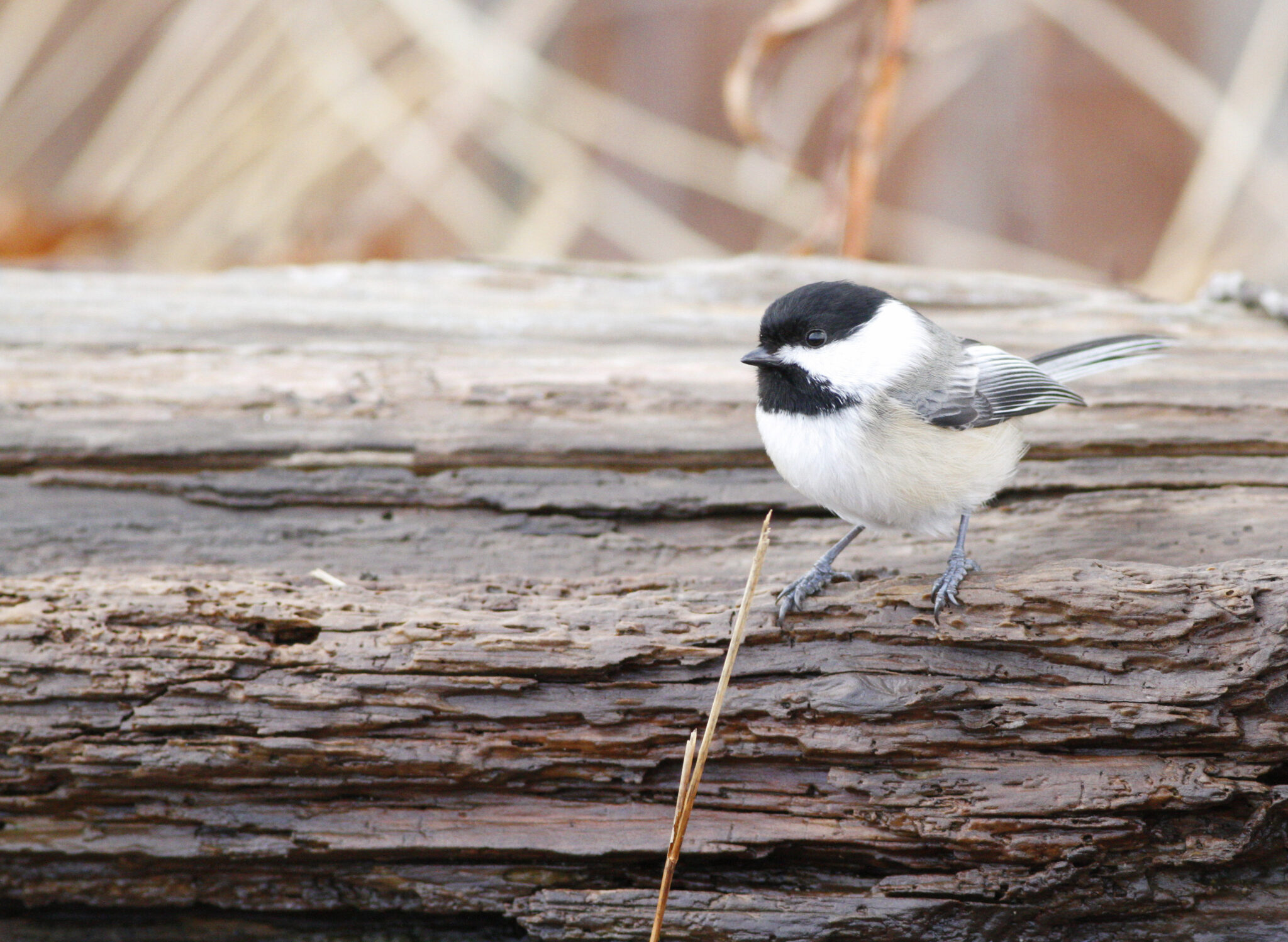 Black-capped chickadee perched on a log
