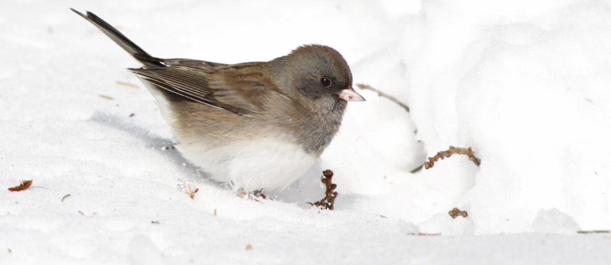 Dark-eyed junco sits on snow covered ground.