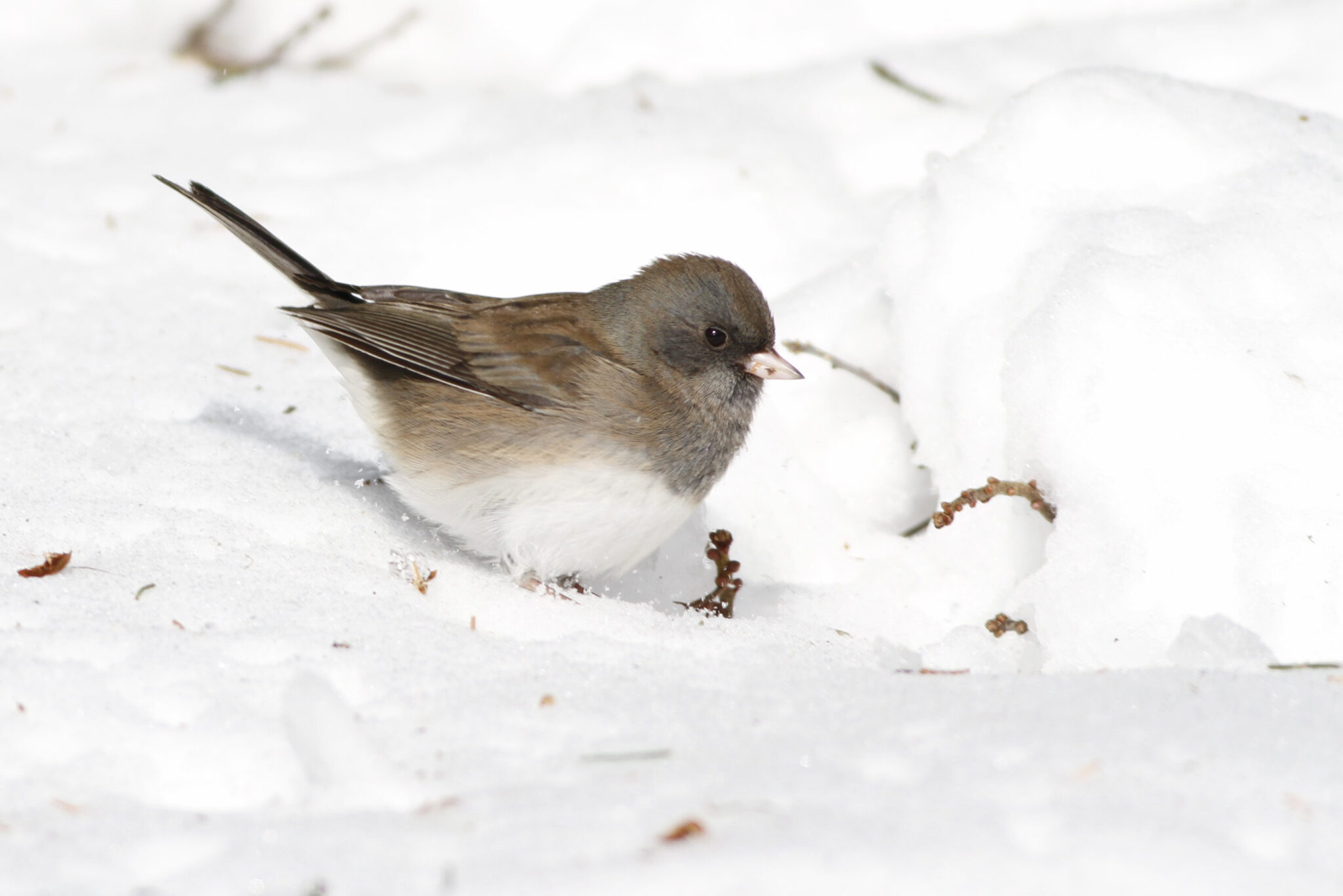 On nuthatches and other birds in winter Schoodic Institute