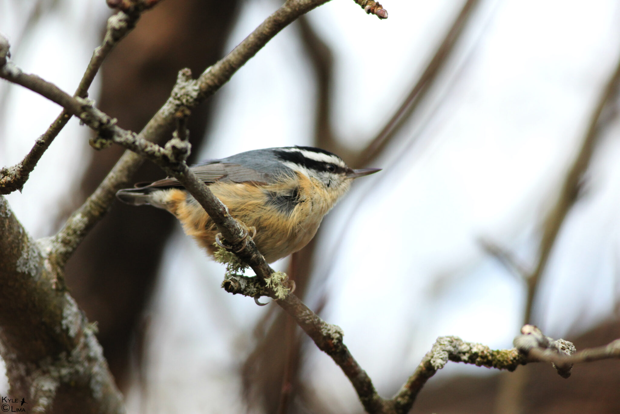 Red-breasted nuthatch perched on tree branch.