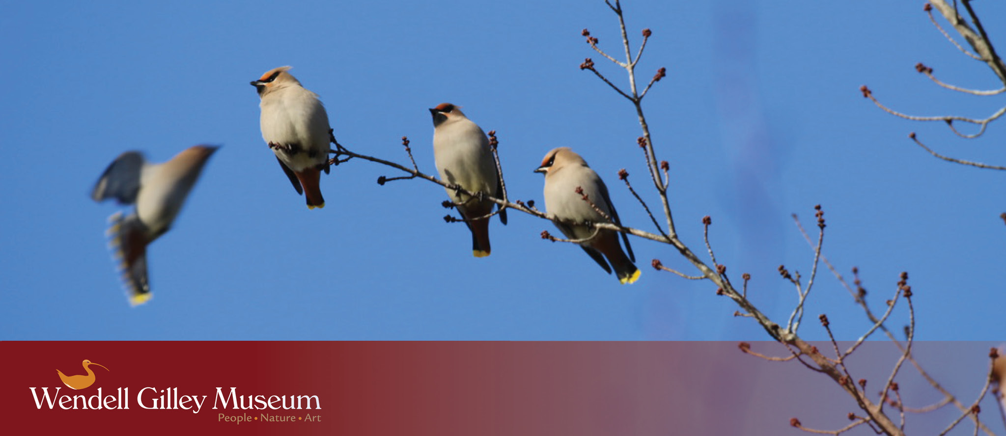 A Bohemian waxwing joining the flock of three, sitting on a tree branch against a blue sky.