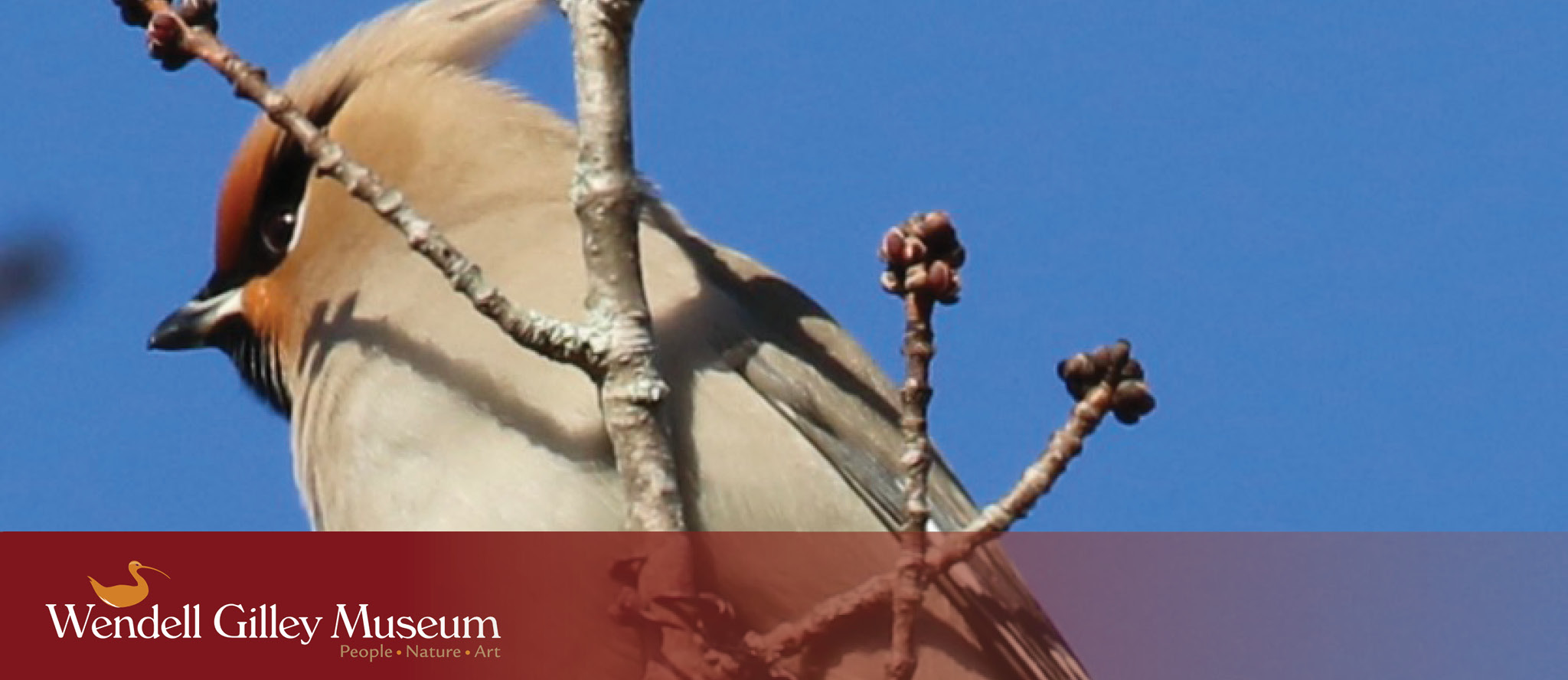 A Bohemian waxwing perches on a tree branch against a bright blue sky.
