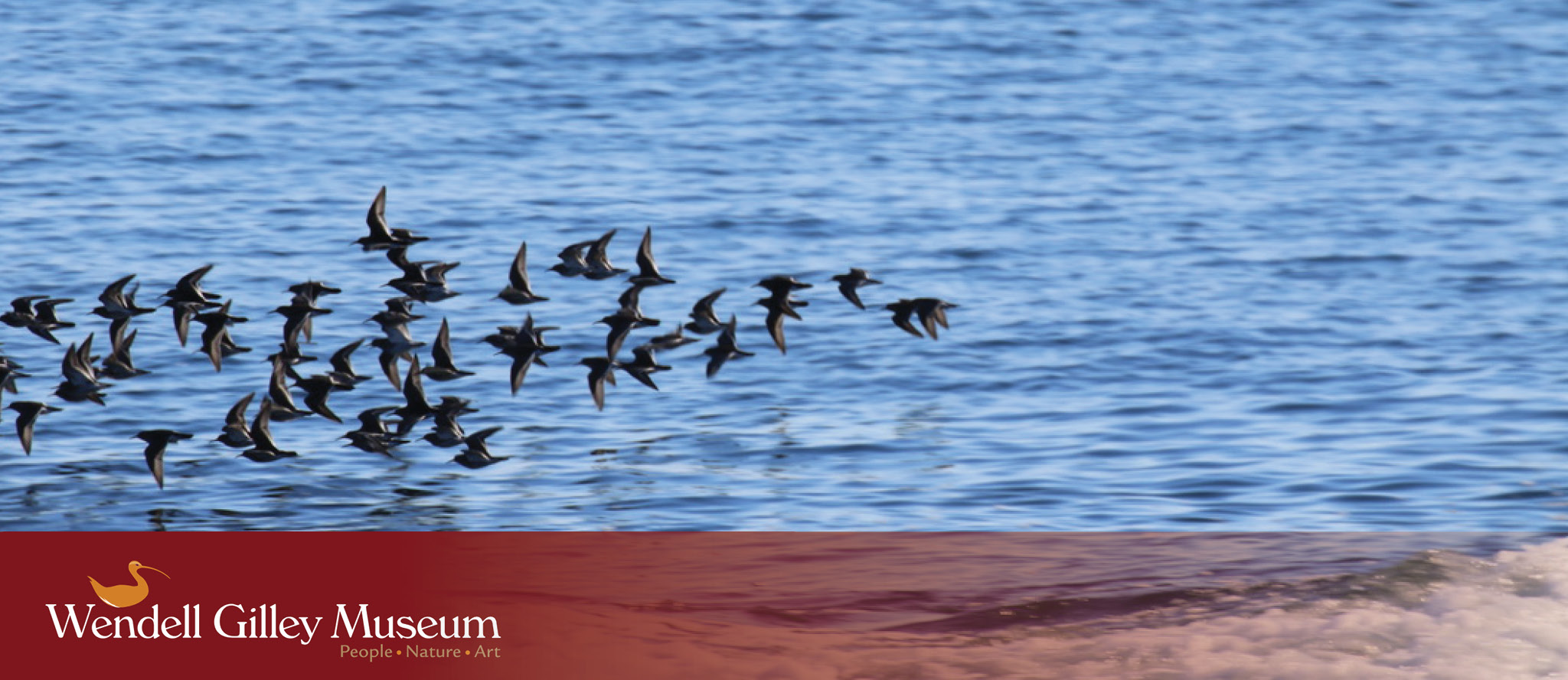 Purple sandpiper flock in flight over the blue sea.