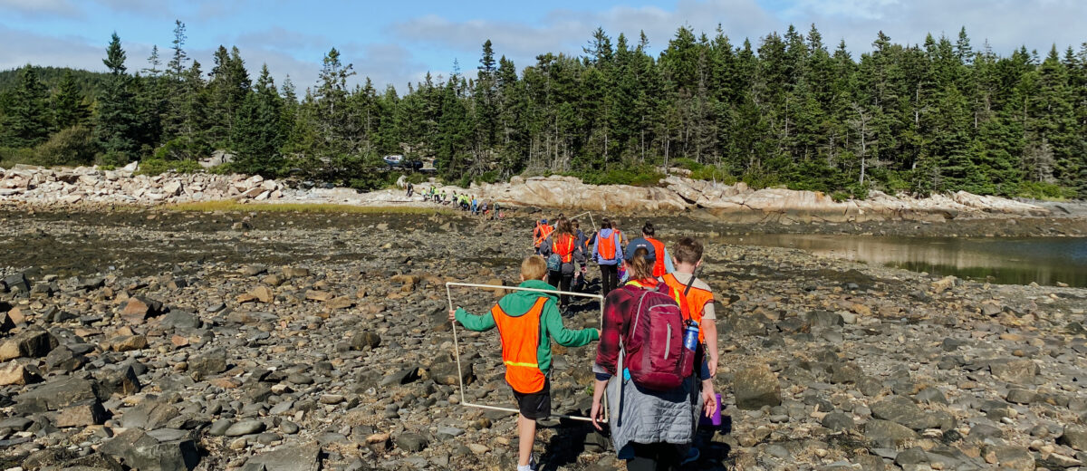 View of middle school students as part of the Schoodic Education Adventure program, walking through the intertidal zone on the Schoodic Peninsula. The treeline is shown in the background, against a bright blue sky.