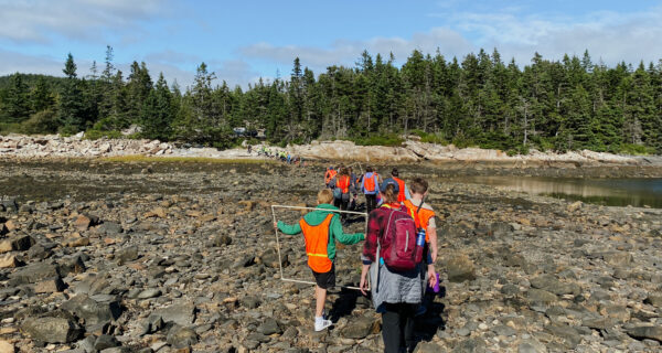 View of middle school students as part of the Schoodic Education Adventure program, walking through the intertidal zone on the Schoodic Peninsula. The treeline is shown in the background, against a bright blue sky.