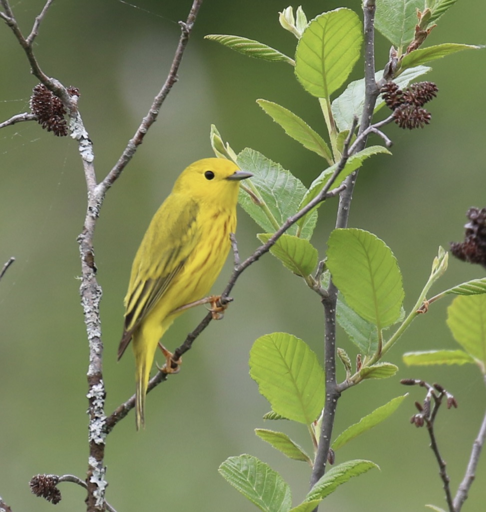 View of a warbler sitting on a tree branch with green leaves in the foreground and blurred green background.