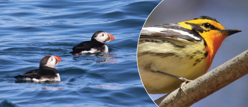At left: view of puffins in the blue Atlantic ocean. At right: close-up view of a Blackburnian warbler perched on a tree branch.