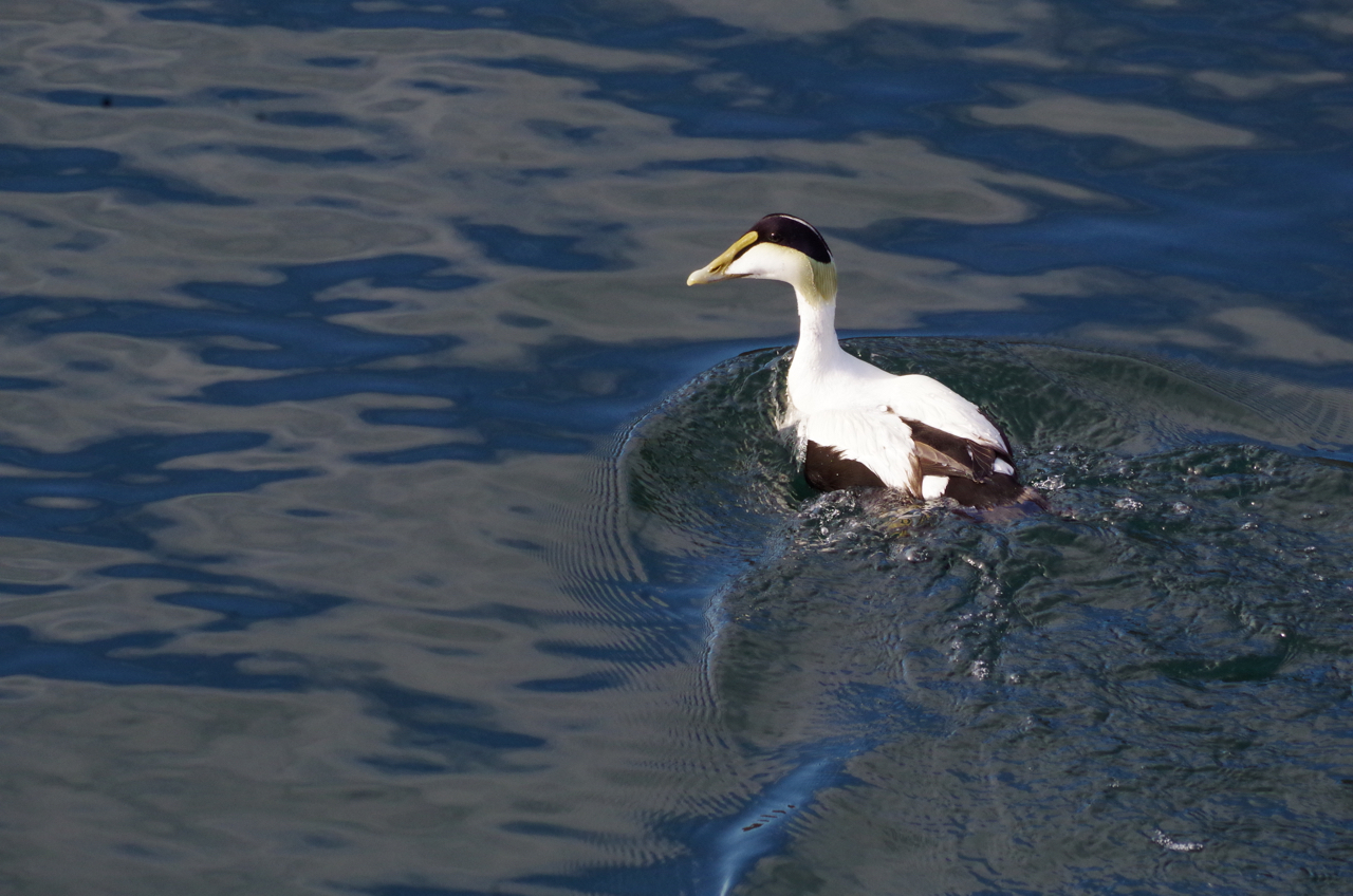 View of one common eider floating on deep blue water with surrounding ripples.