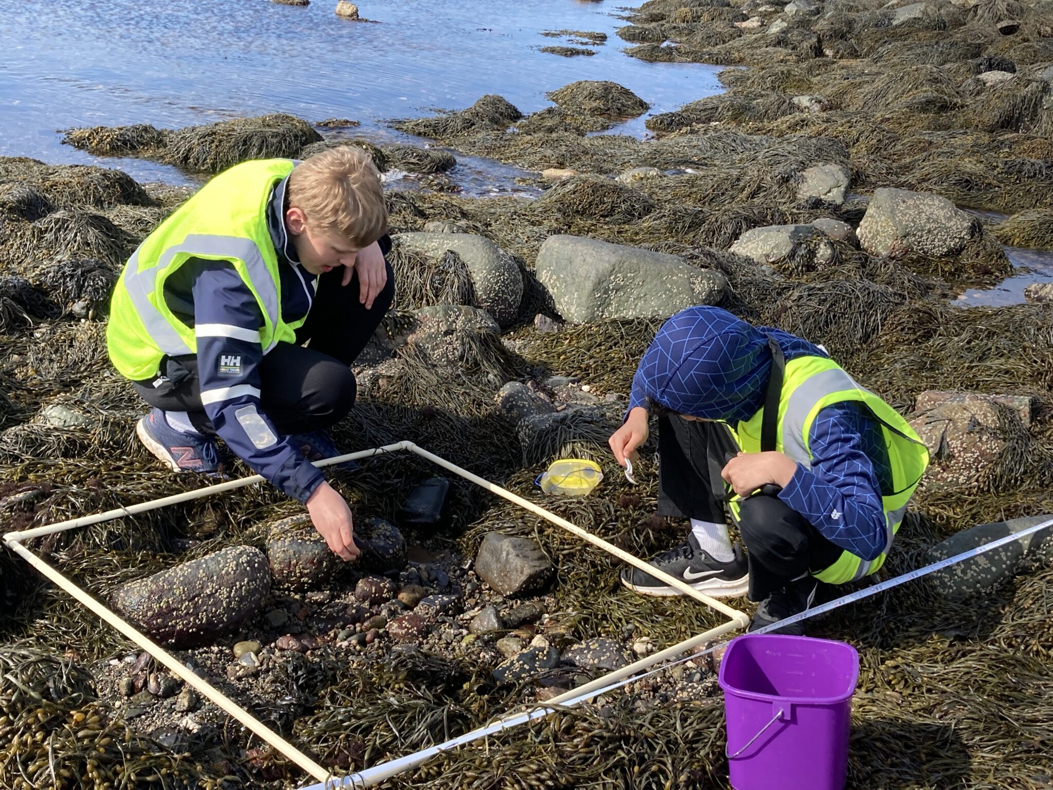 Two middle school students crouch among the rockweed of the intertidal zone as they study crabs.