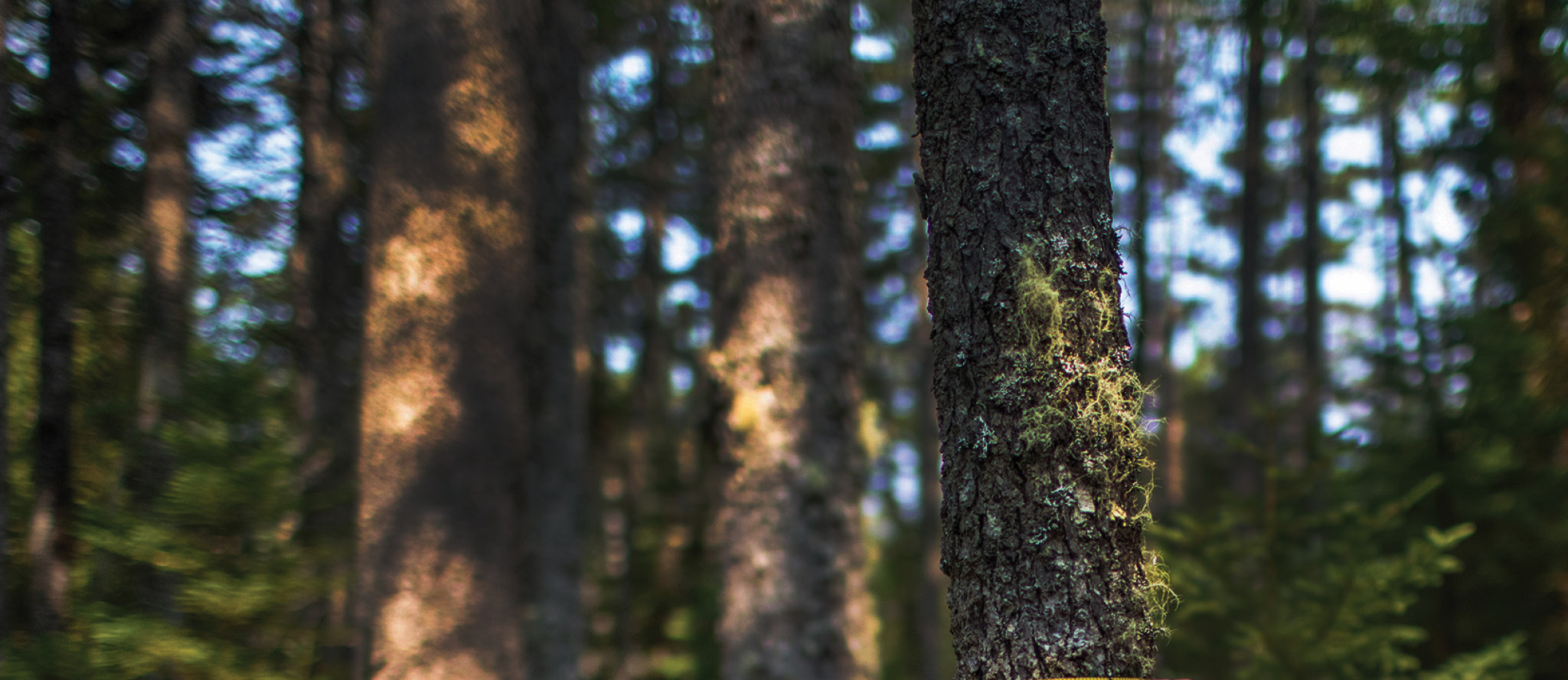 Close-up of forest on Schoodic Peninsula with hints of blue sky poking through the trees in the background.