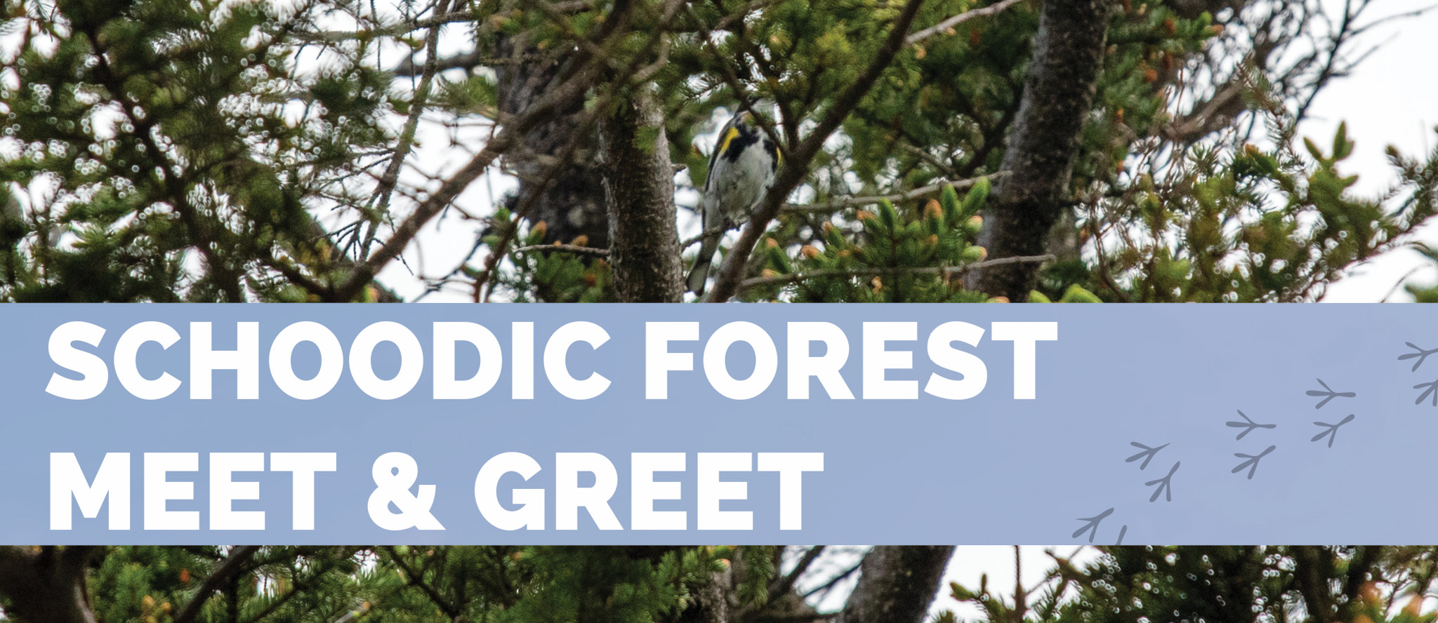 View of forest and overlaid text that reads: Schoodic Forest Meet & Greet