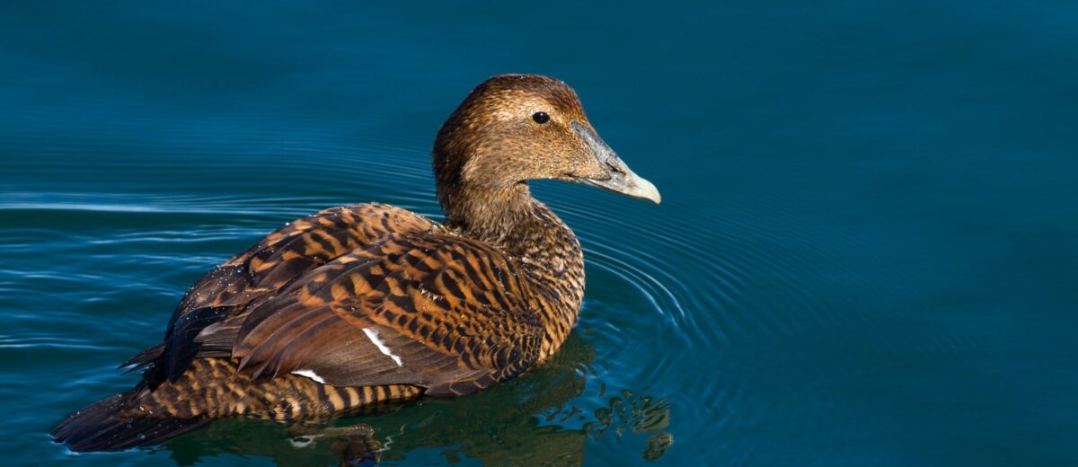 View of a female common eider afloat deep blue water, with ripples in foreground.