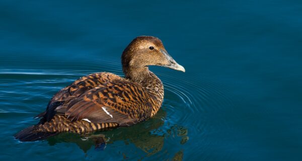 View of a female common eider afloat deep blue water, with ripples in foreground.