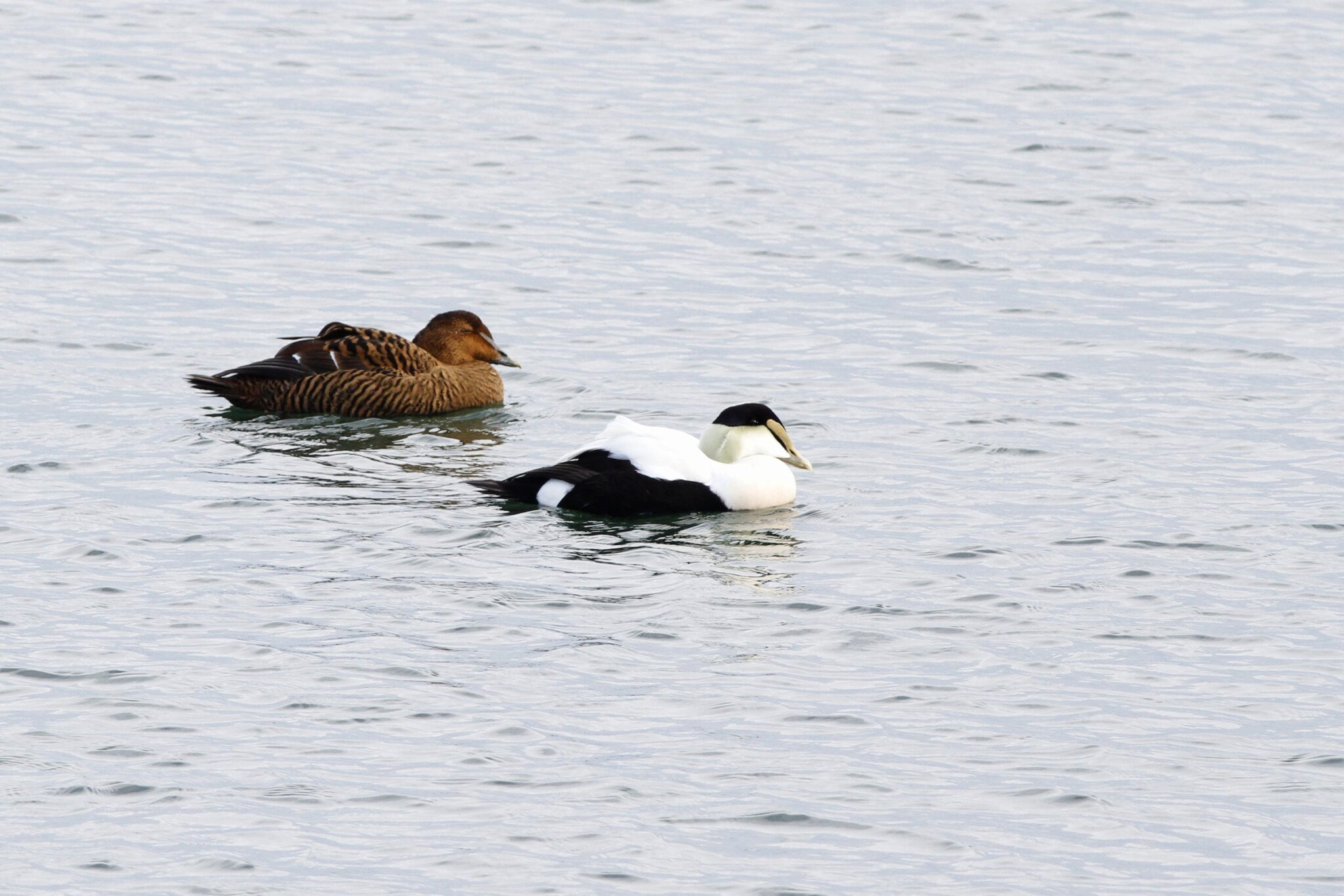 A pair of common eiders floating on gray-blue water.