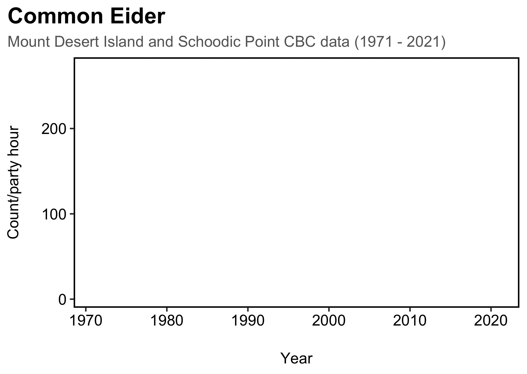 A GIF of a line graph showing common eider abundance from 1971 to 2021. The data comes from the Mount Desert Island and Schoodic Point Christmas Bird Counts organized by the National Audubon Society. The population of common eider stayed variable but fairly constant from 1971 until the mid 1990s when the population grew to new heights. They stayed very abundant for over a decade but by 2010 were decreasing. By 2021 we see the lowest populations of this timespan. Graphic by Kyle Lima.