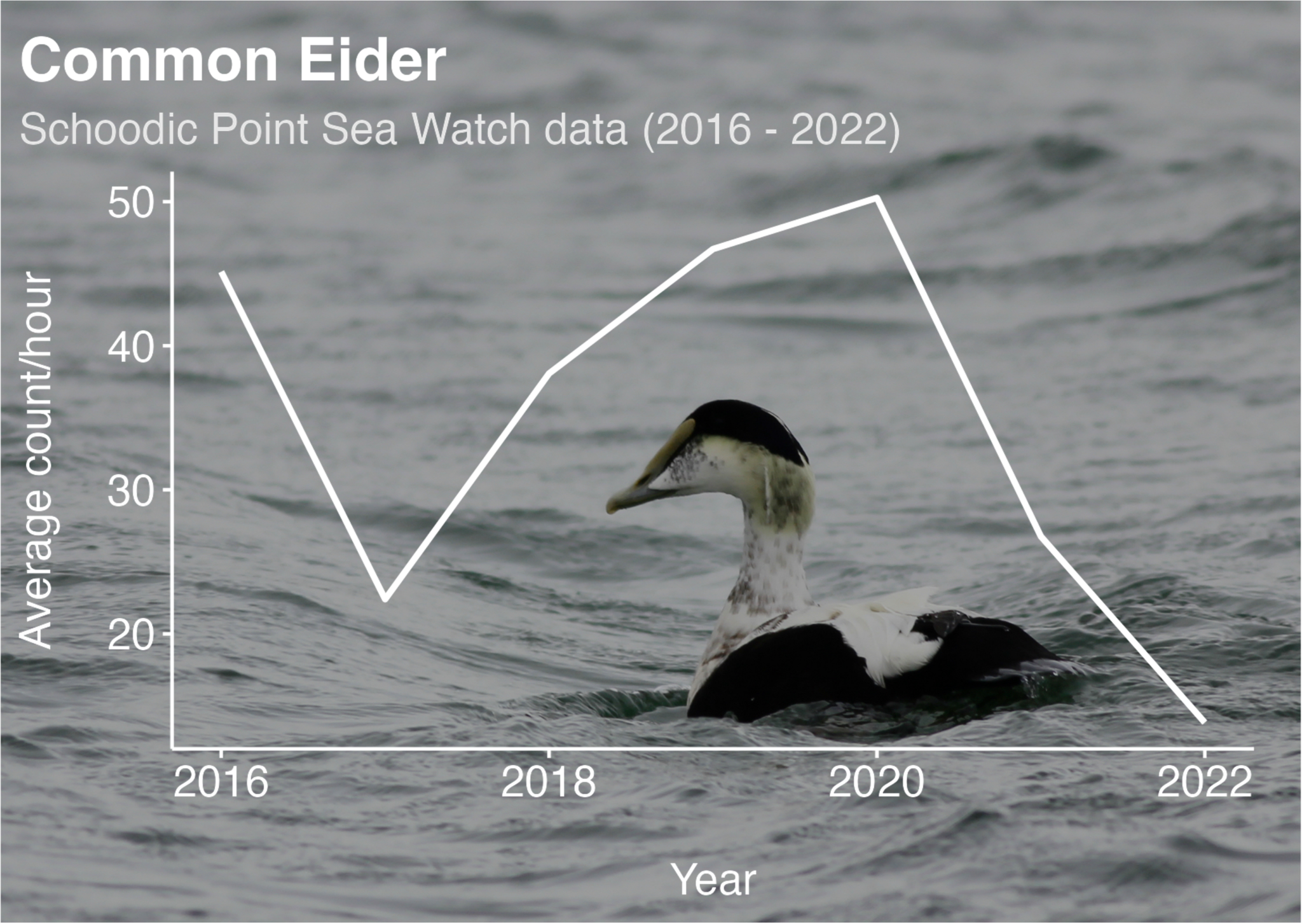 Graph showing common eider counts per hour from 2016 - 2022, according to Schoodic Point Sea Watch data.