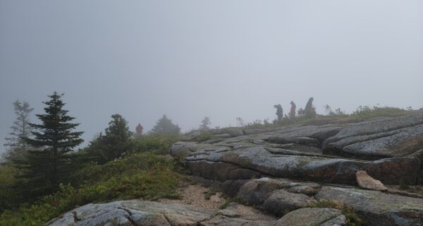 Rocks and trees on the summit of Cadillac on a foggy day.