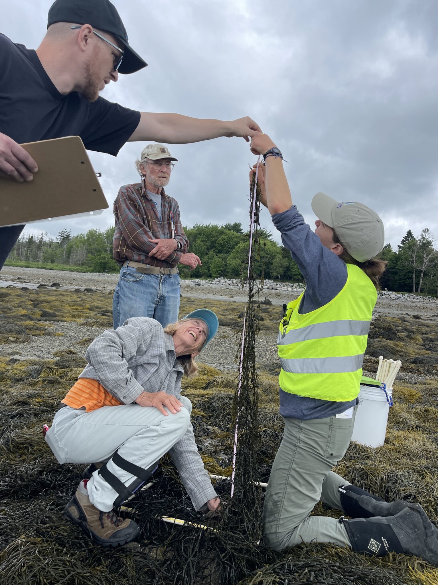 Two people crouch on the ground holding up a piece of rockweed to measure it with a tape measure. One person is standing up holding the rockweed slightly out of frame and another stands in the background watching.