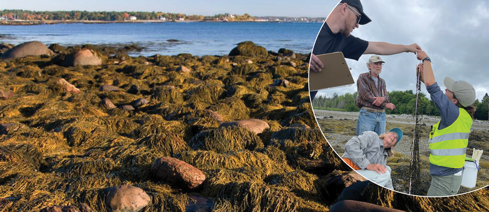 At the left is a view of rockweed covered rocks in the intertidal zone. At the right is a photo of 4 people, standing and kneeling in the intertidal zone as they measure rockweed.