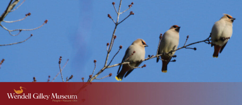 A flock of three Bohemian waxwings sit on a tree branch against a blue sky.