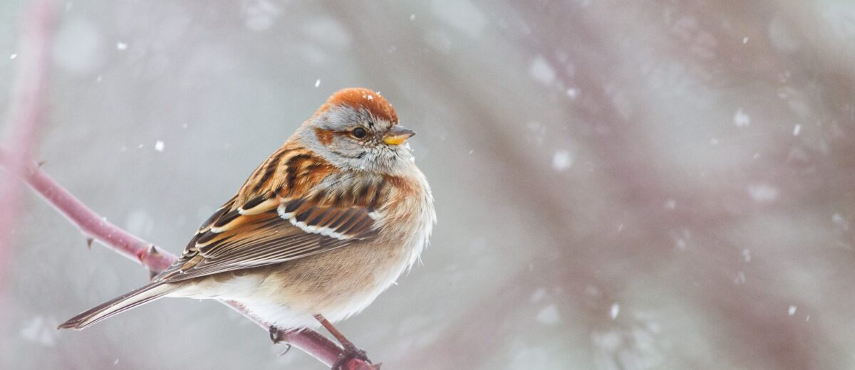 An American Tree Sparrow perches on a branch while snow lightly falls around it.