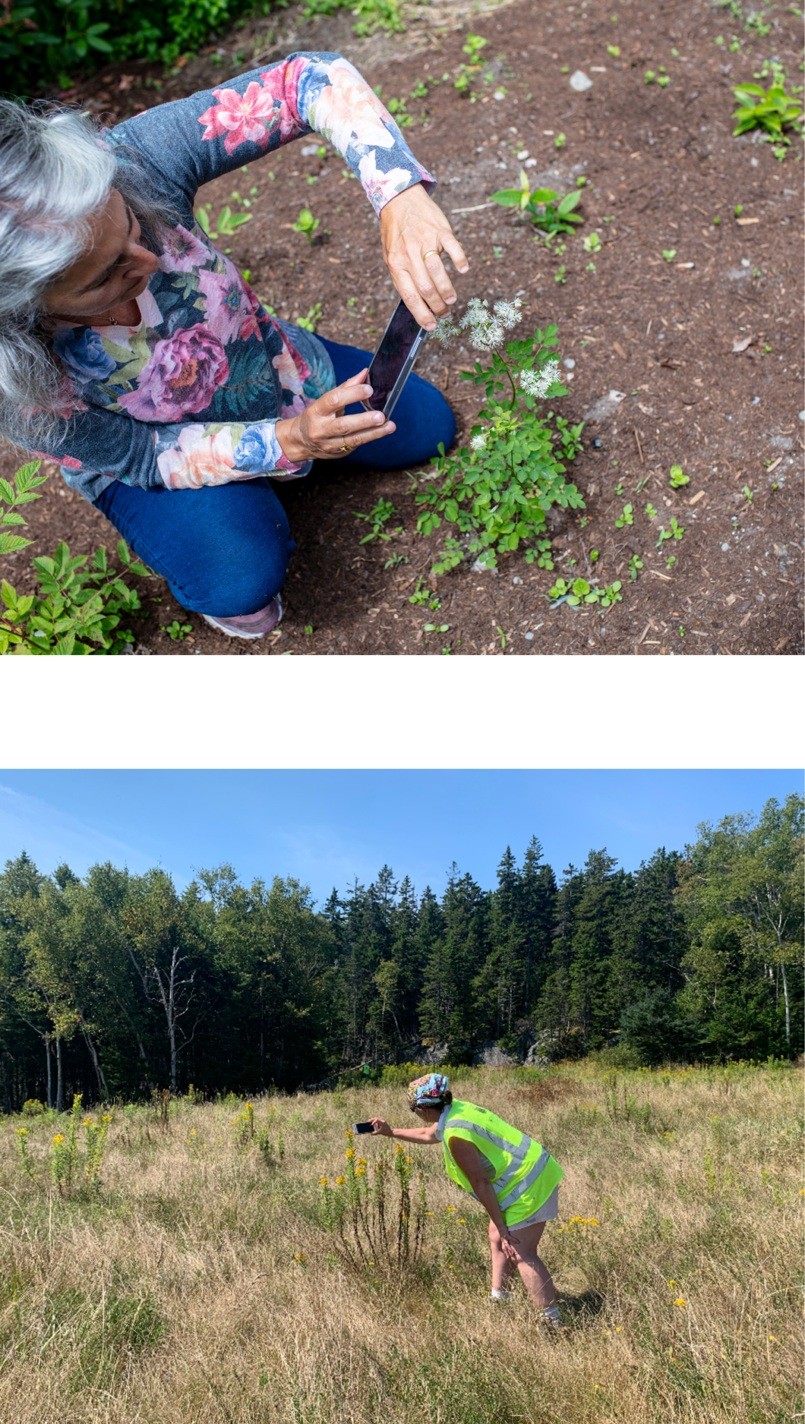Top photo: a person holding their photo to take a photo of a plant while kneeling on the ground. Bottom photo: a person stands in a field holding a cellphone to take a photo. The treeline is shown in the background and the sky above is bright and clear.