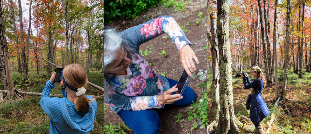 Three image collage, featuring (from left to right): a young person holds phone up to take a photo of fall foliage, a close-up view of a person kneeling in the dirt to take a photo of a plant, and at the far right is a view of a person standing in a forest taking a photo of the fall foliage.