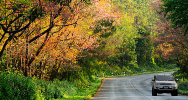 A car heads down a winding road through the autumn woods.